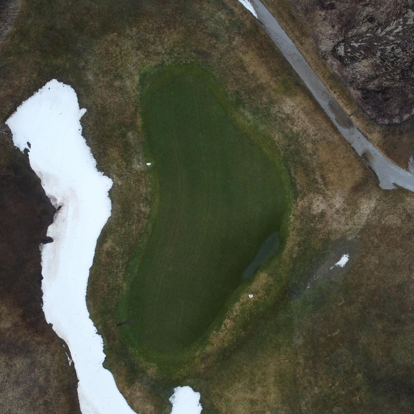 The greens are looking good after a long winter 🔥🔥
