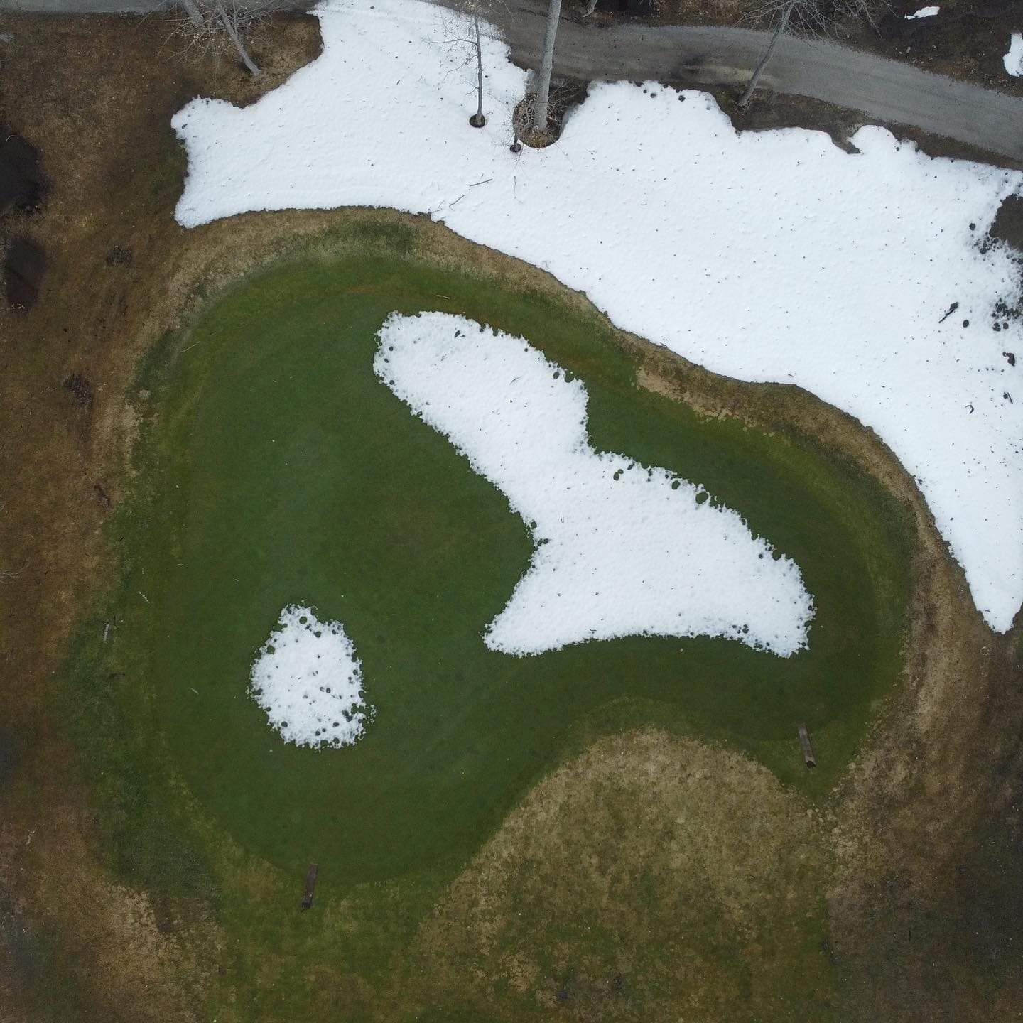 The greens are looking good after a long winter 🔥🔥