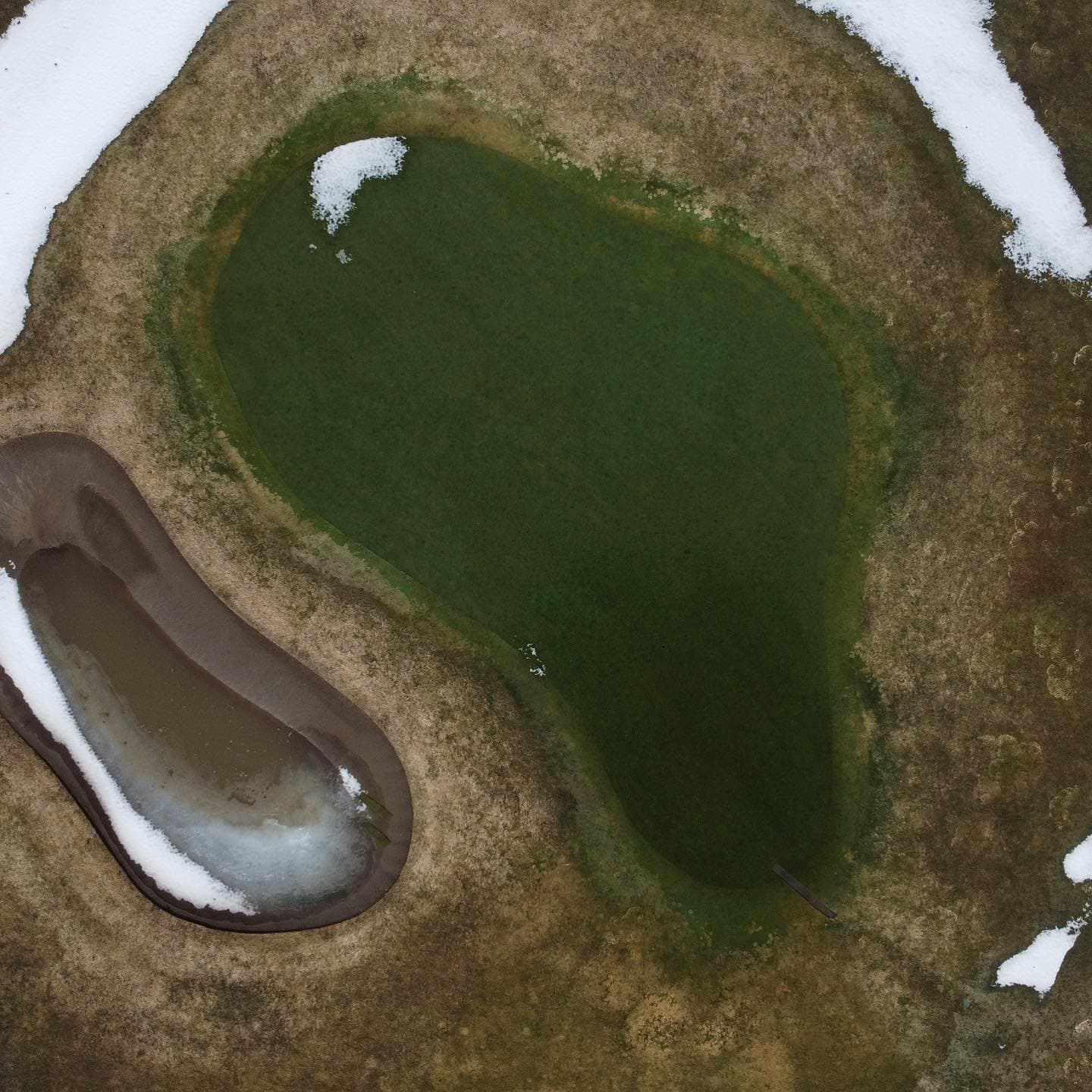 The greens are looking good after a long winter 🔥🔥