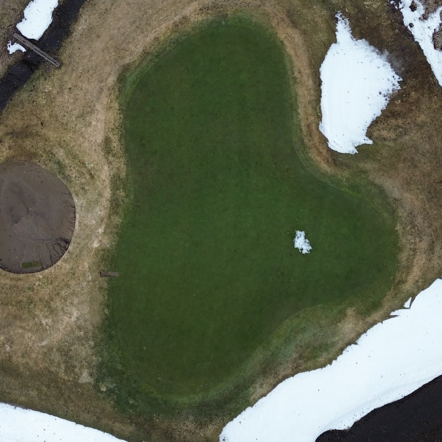 Greens are looking awesome after a long winter 🙏